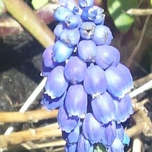 Grape Hyacinth (Species) Broad-Leaved Grape Hyacinth