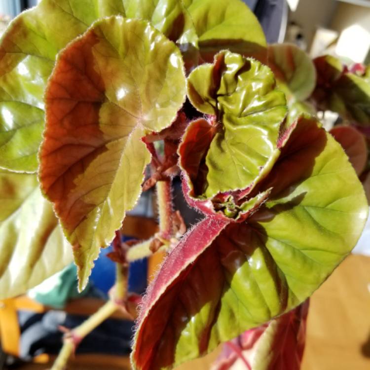 Plant image Begonia 'Medora'