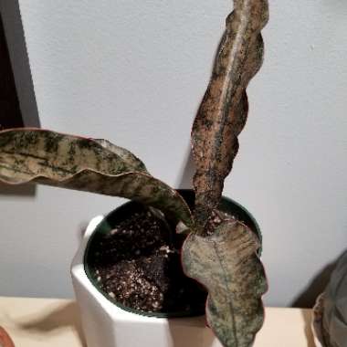 Sansevieria Kirkii Var Pulchra Coppertone