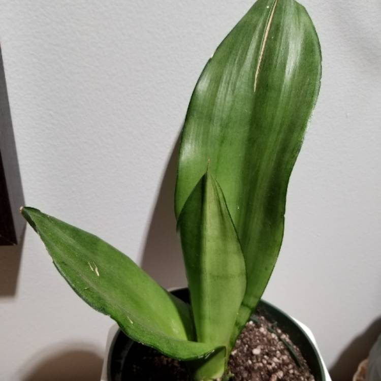 Plant image Sansevieria Moonshine