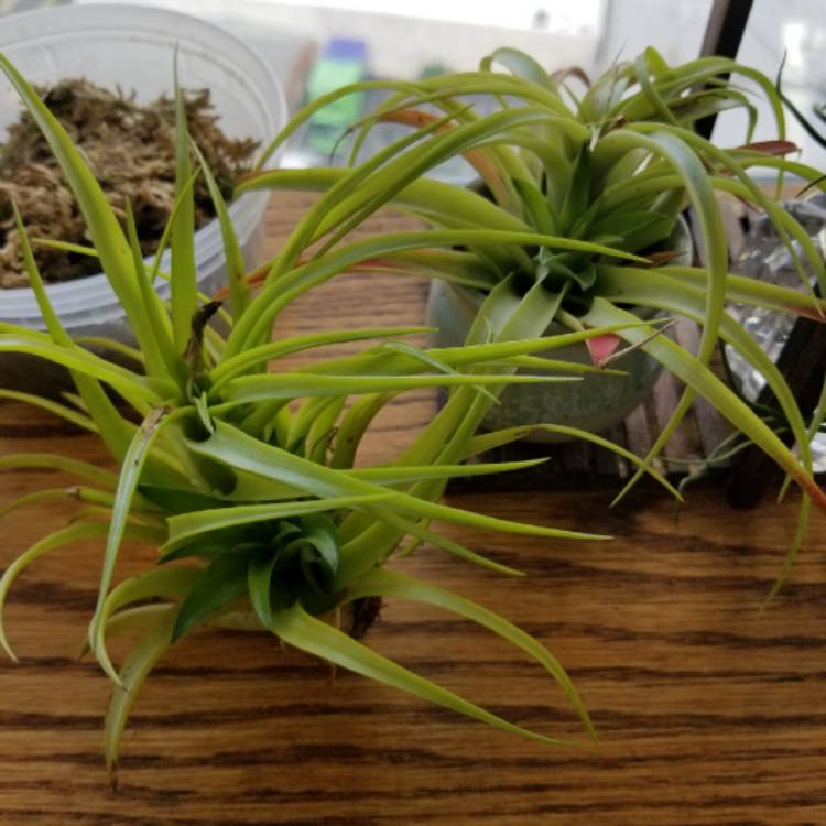 Plant image Tillandsia brachycaulos