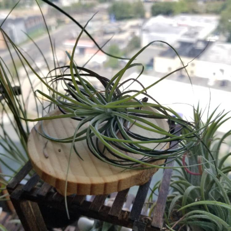 Plant image Tillandsia Stricta Green