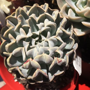 Echeveria 'Pinwheel Revolution'