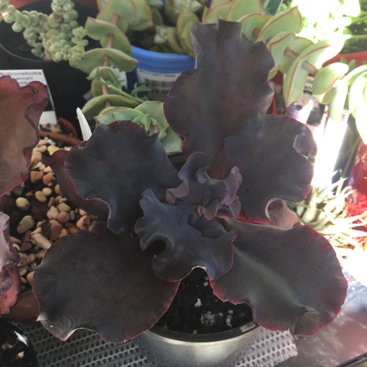 Plant image Echeveria Black Opal