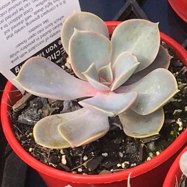 Echeveria Perle Von Nurnberg