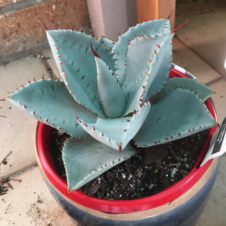 Plant image Agave Pygmae