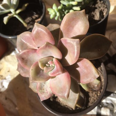 Graptopetalum Purple Delight syn. Graptopetalum Snow White