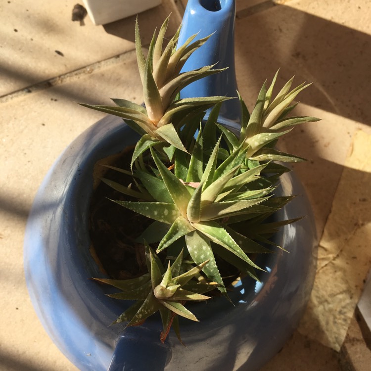 Plant image Deuterocohnia brevifolia