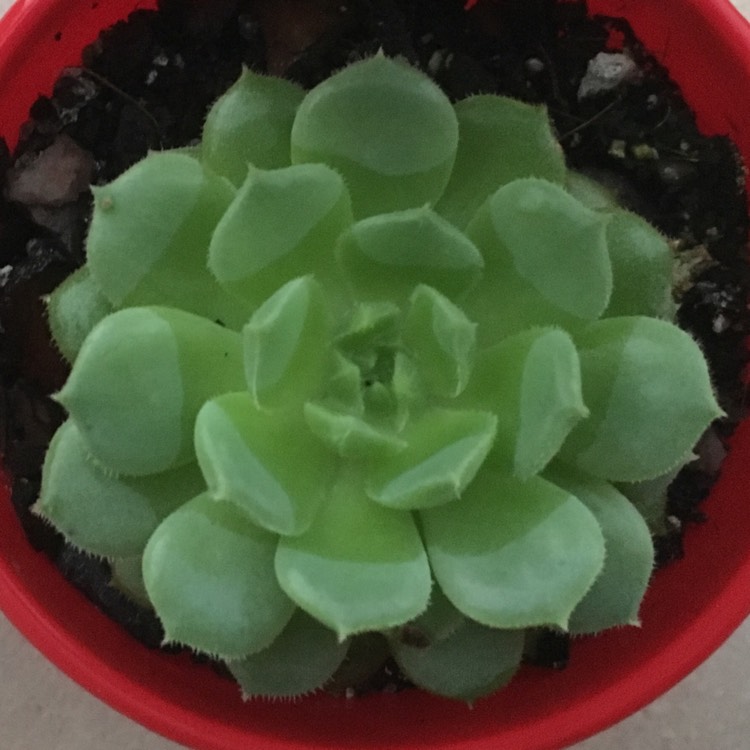 Plant image Echeveria Derosa