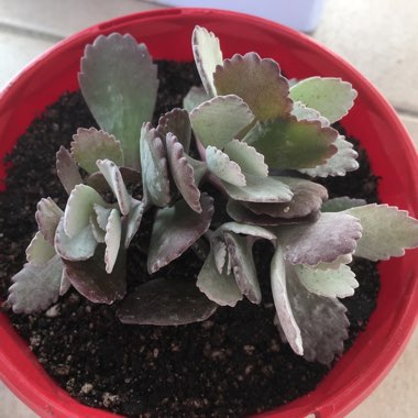 Kalanchoe Pumila