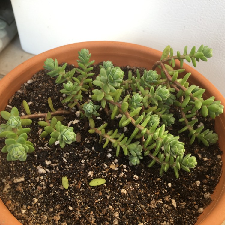 Plant image Sedum Oaxacanum