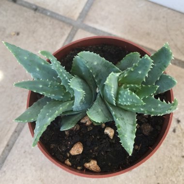 Aloe humilis