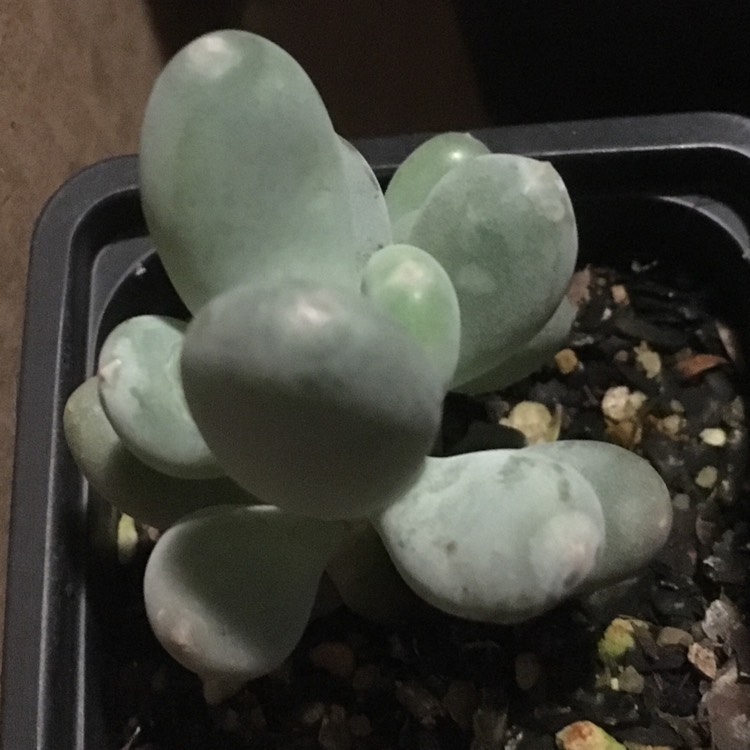 Plant image Pachyphytum