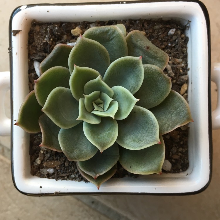 Plant image Echeveria Lemon And Lime