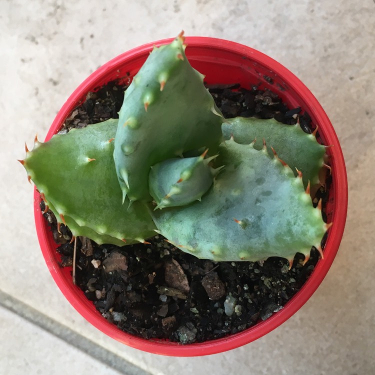 Plant image Aloe ferox