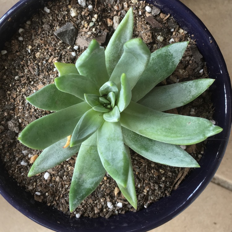 Plant image Dudleya brittonii