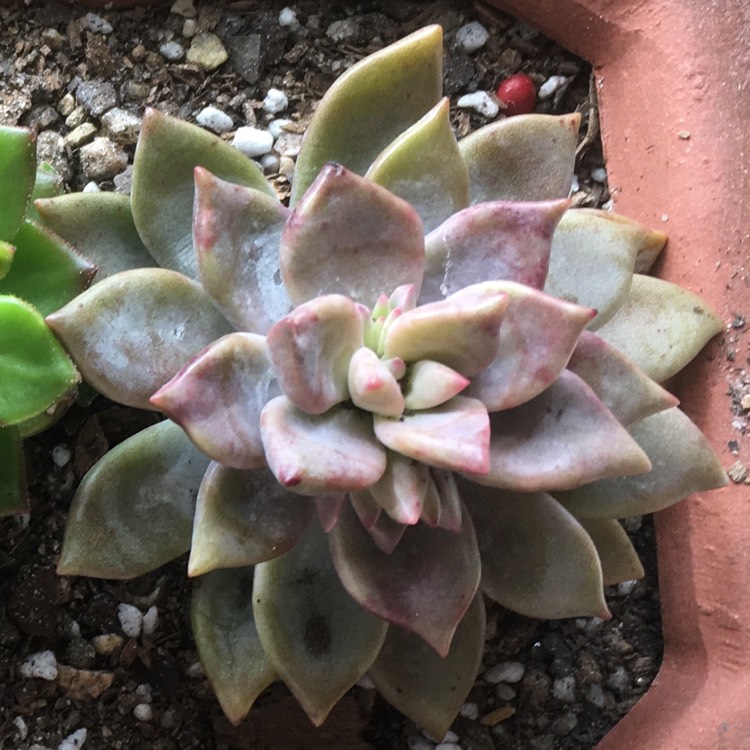 Plant image Graptopetalum Claret