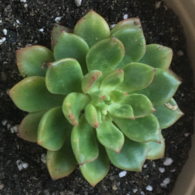 Plant image Echeveria Marcus