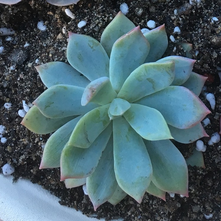 Plant image Echeveria Costa Brava