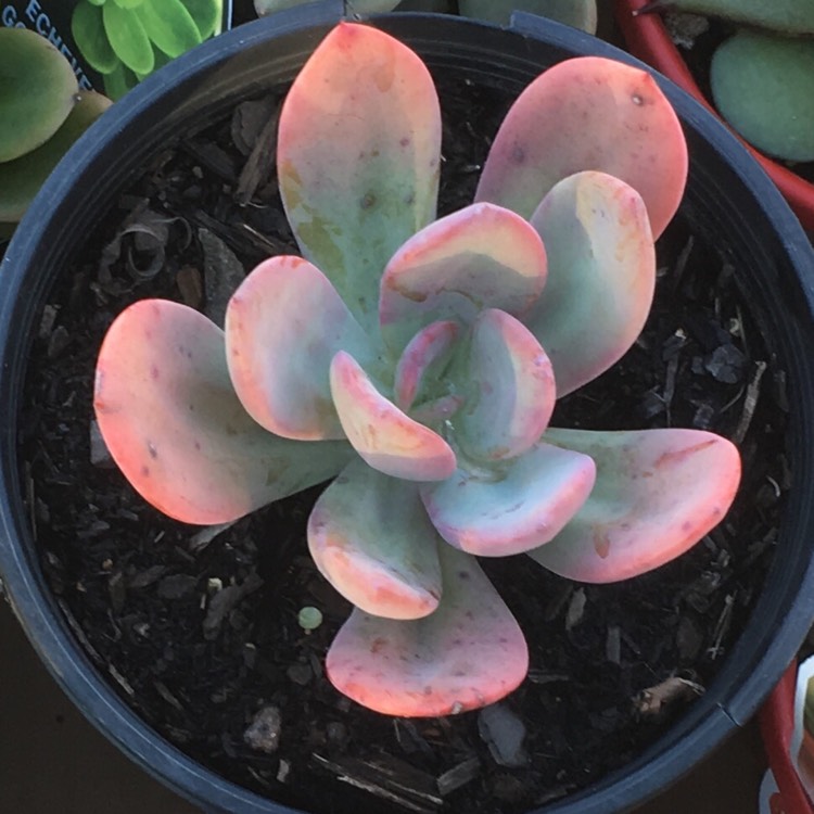 Plant image x Pachyveria 'Blue Tongue' syn. Graptoveria 'Blue Tongue'