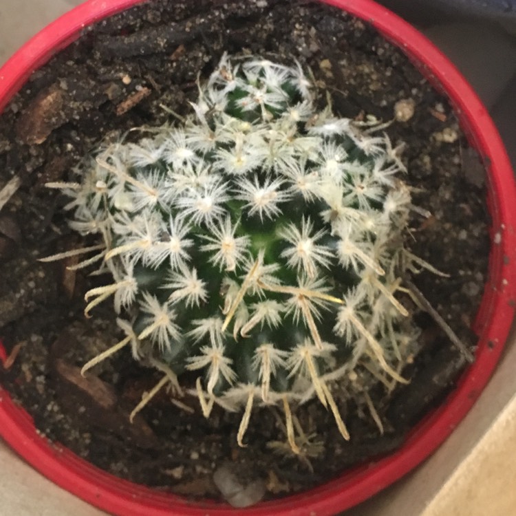 Plant image Mammillaria duwei