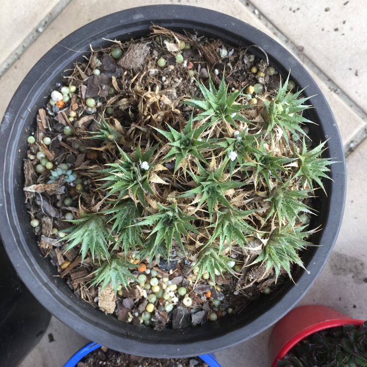 Plant image Deuterocohnia brevifolia