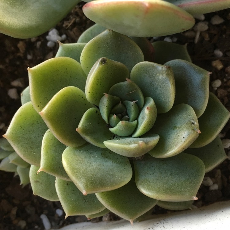 Plant image xGraptoveria Margarete Reppin