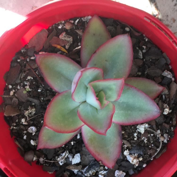 Plant image Echeveria Subrigida