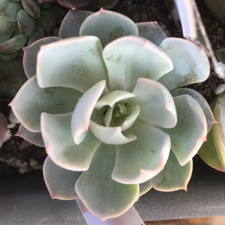 Plant image Echeveria Canadian