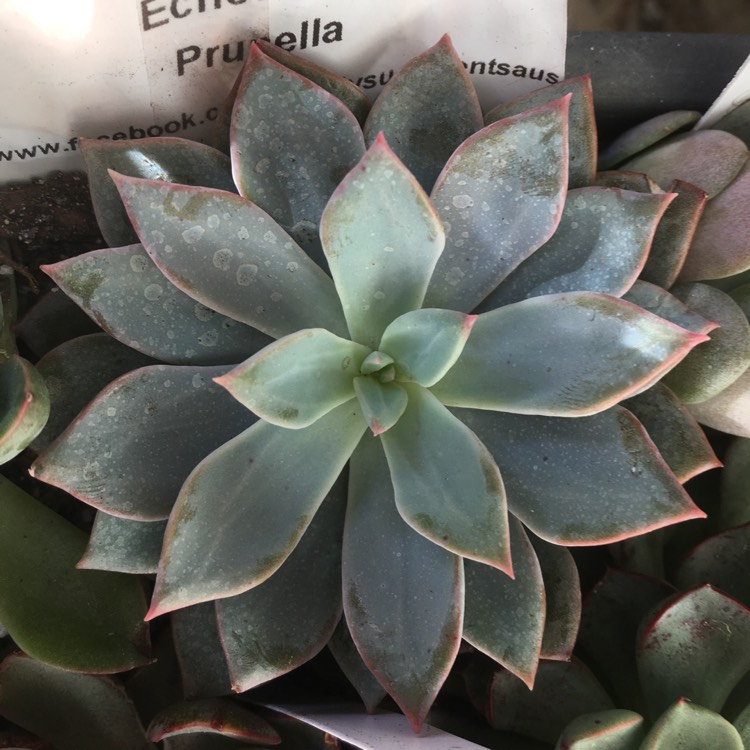 Plant image Echeveria Prunella