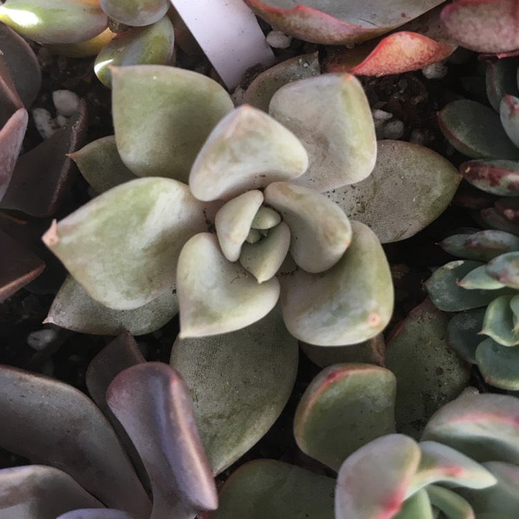 Plant image Echeveria Beverley