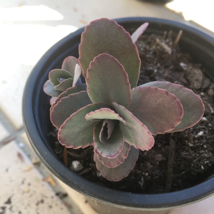 Plant image Sedum 'Sunsparkler Dazzleberry'