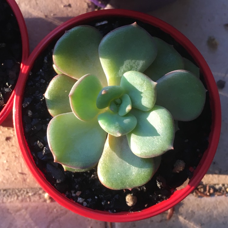 Plant image Echeveria Bella Rouge