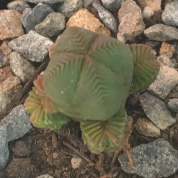 Plant image Crassula quadrangularis syn. Crassula pyramidalis