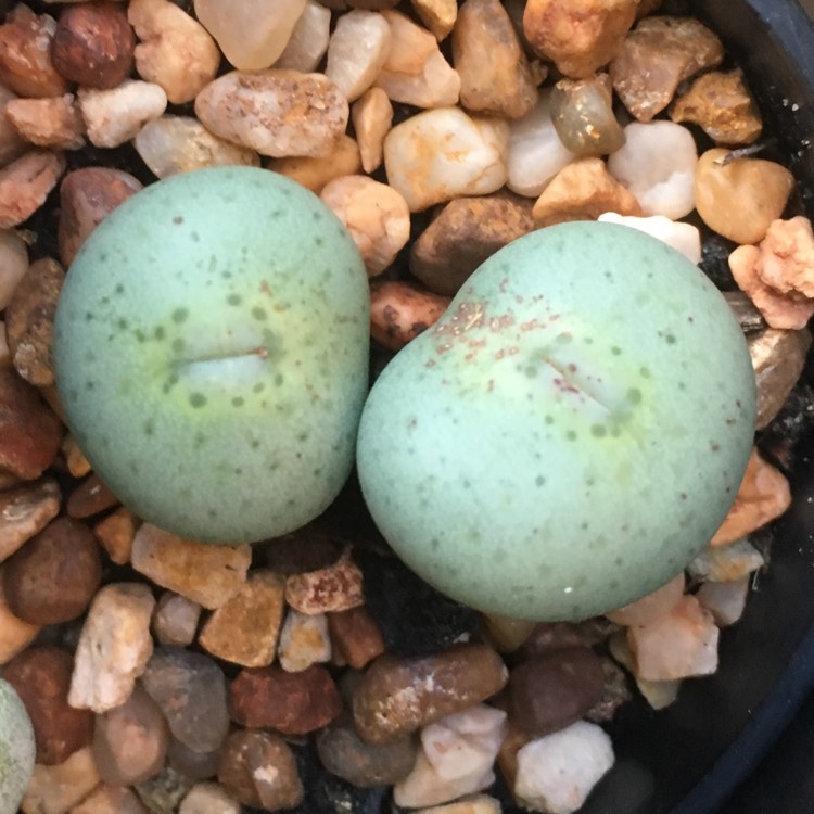 Plant image Conophytum bilobum syn. Derenbergia biloba, Mesembryanthemum bilobum