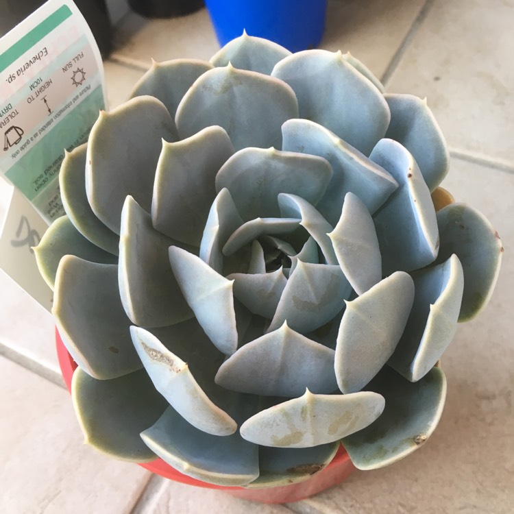 Plant image Echeveria Deresina