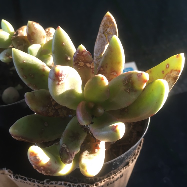 Plant image Pachyphytum fittkaui