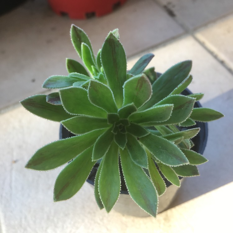 Plant image Aeonium Ballerina