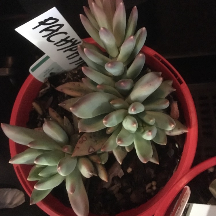 Plant image Pachyphytum longifolium