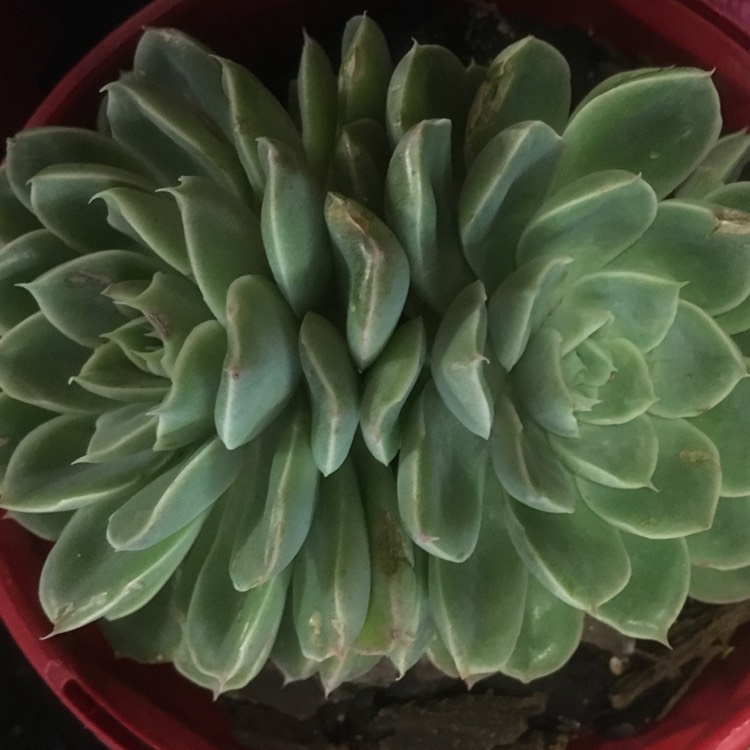 Plant image Echeveria Elegans Potosina