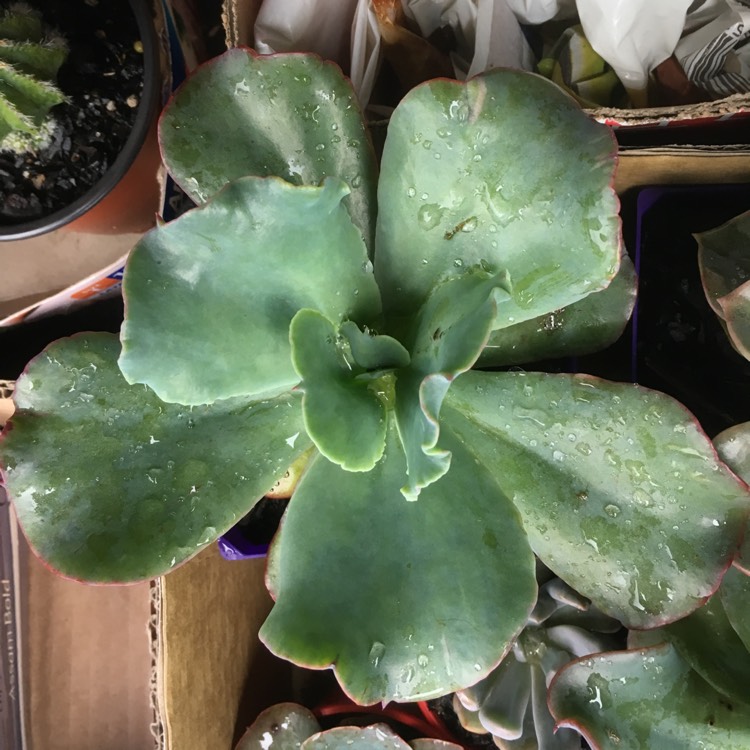 Plant image Echeveria Blue Butterfly