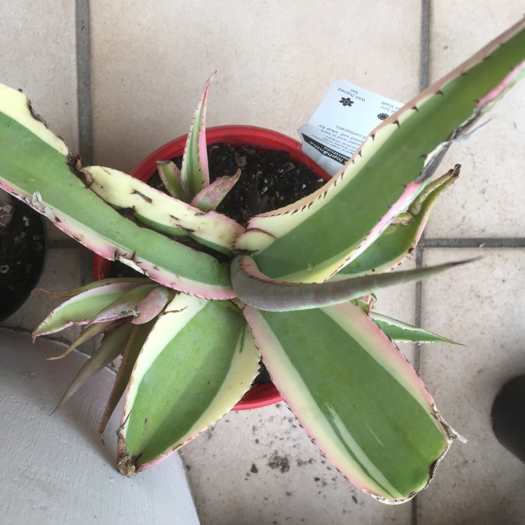 Plant image Agave guiengola 'Creme Brule'