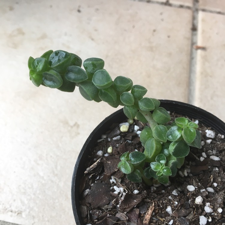 Plant image Peperomia columella