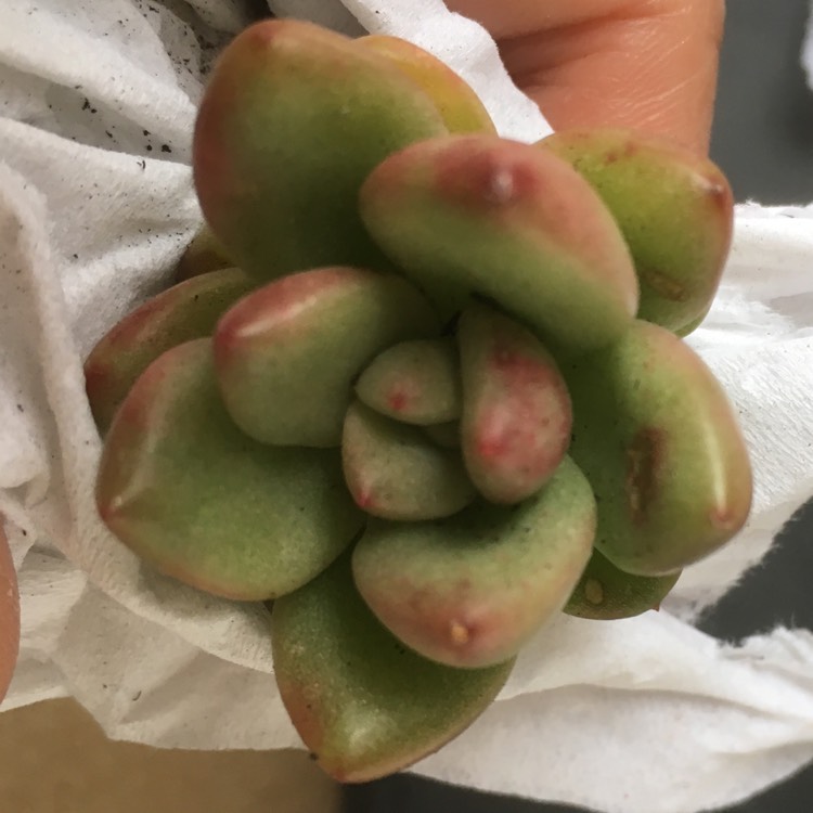 Plant image Echeveria Avocado Cream 