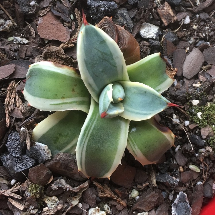 Plant image Agave parryi 'Cream spike'