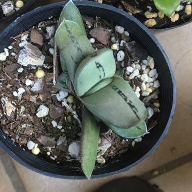 Gasteria