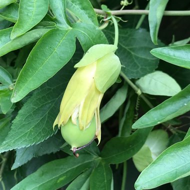 Passiflora