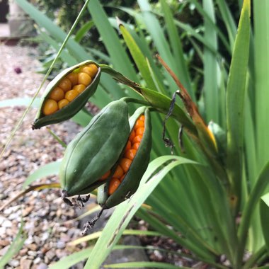 Beverley's garden