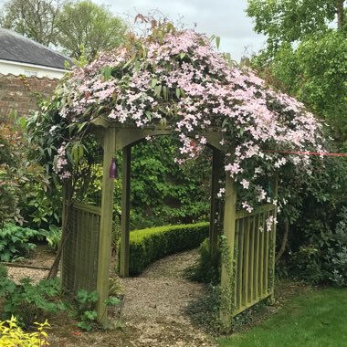 Clematis Montana 'Elizabeth'