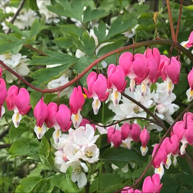 Bleeding Heart